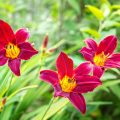Zauberhafte rote Taglilie im Garten von Nature to Print
