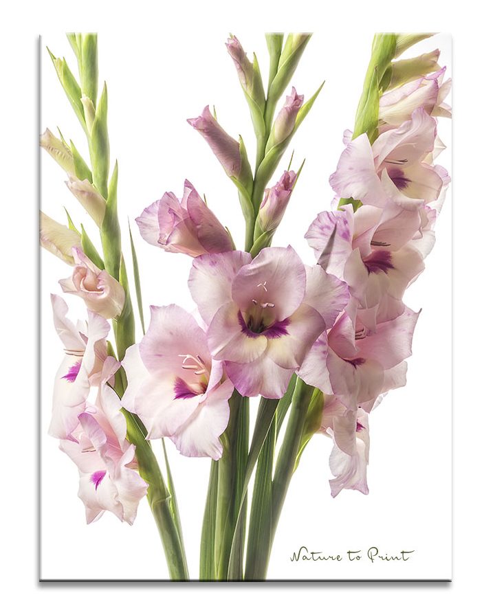 Stolze Gladiolen brauchen keine Pflanzenstützen. Blumenbild auf Leinwand oder Kunstdruck.