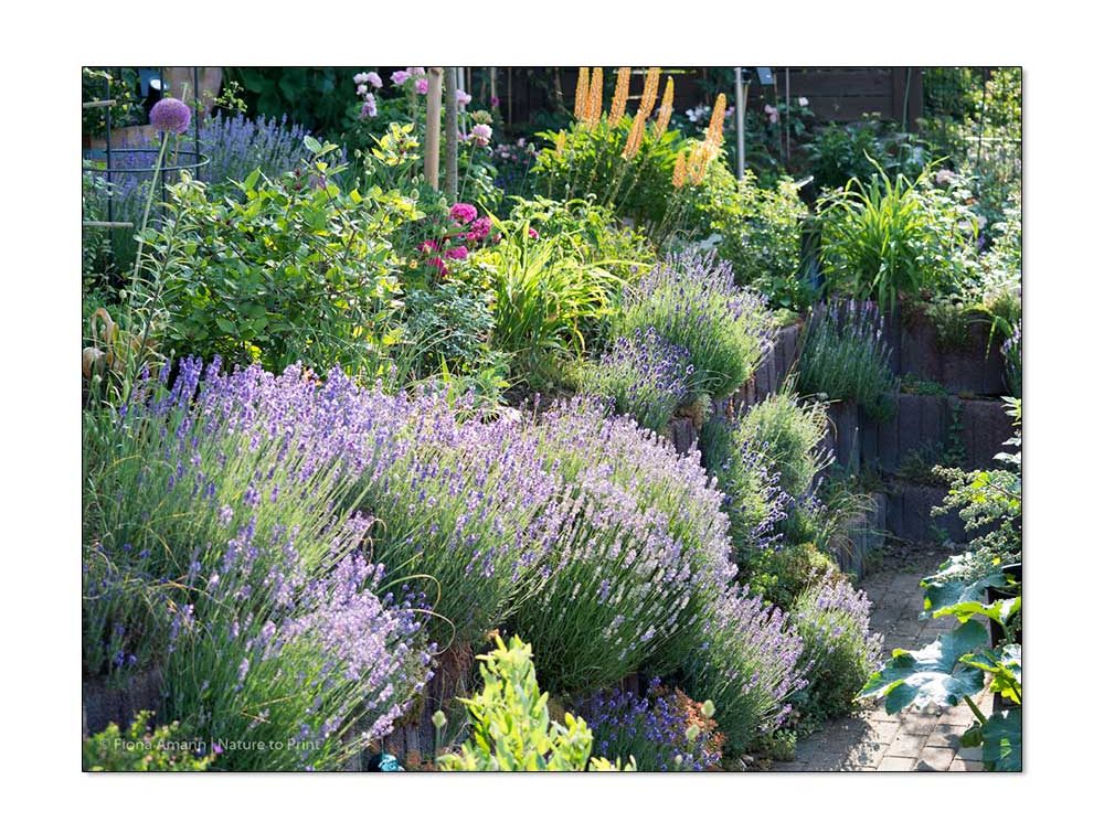 Lavendel in der Gartenmauer, im Hintergrund Steppenkerzen