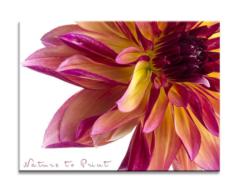 Geflammte Dahlie, Blumenbild auf Leinwand, von Nature to Print