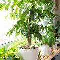 Der sonnigste Indoor-Garten für anspruchsvolle Zimmerpflanzen