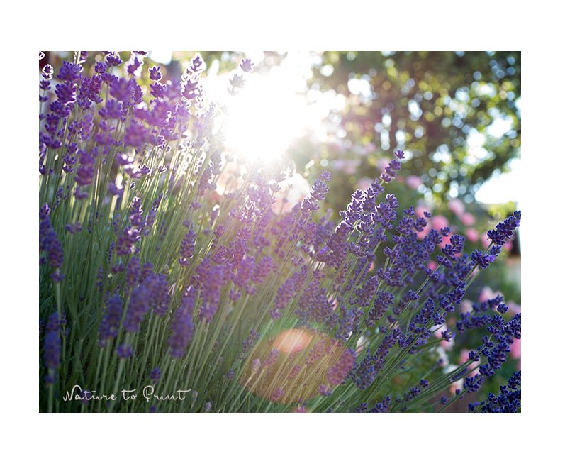 Lavendel an einem Sommermorgen