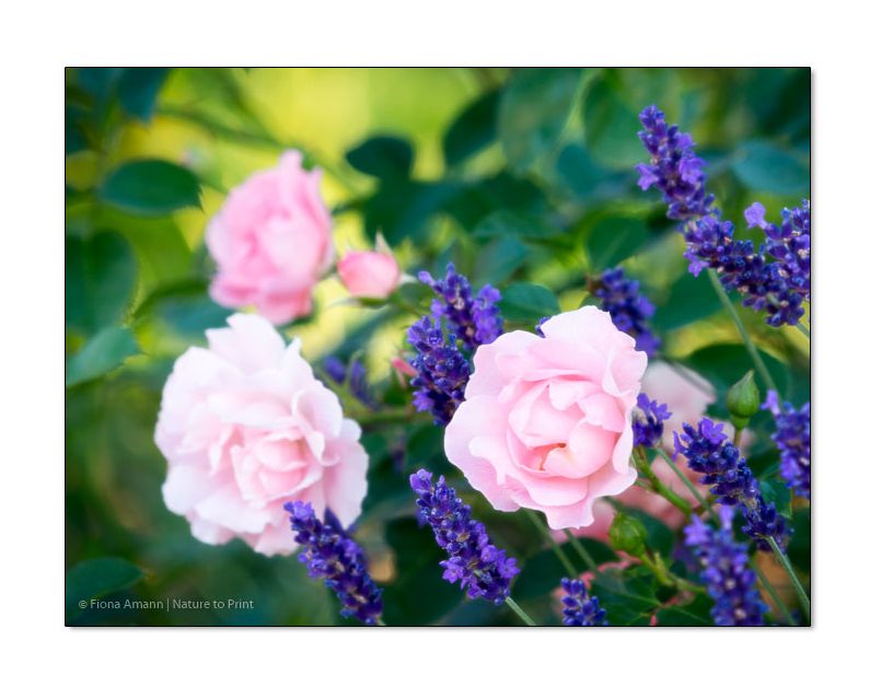 Lavendel und Rose Sommerwind blühen gemeinsam in der Gartenmauer - Dank eines Gärtnertricks
