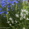 Sommerblumen-Sämlinge Blauer Staudenlein und Graslilie säumen den Gartenweg