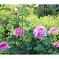 Rosen unterpflanzen: Frauenmantel an Princess Alexandra of Kent