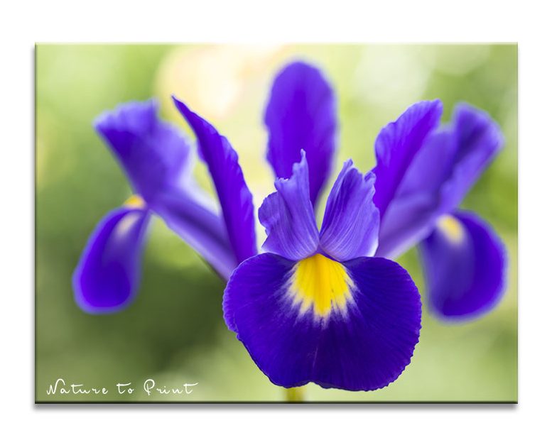 Blau-violette Iris hollandica, die Holland-Iris