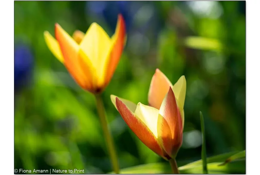 Wildtulpen, die 8 schönsten botanischen Tulpen