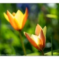 Botanische Tulpe, Wildtulpe, Damentulpe „Tulipa clusiana var. chrysanta“