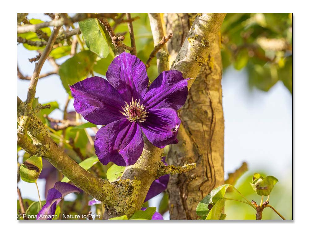 Gartentipps Juni: Schneiden Sie Clematis nach der Blüte