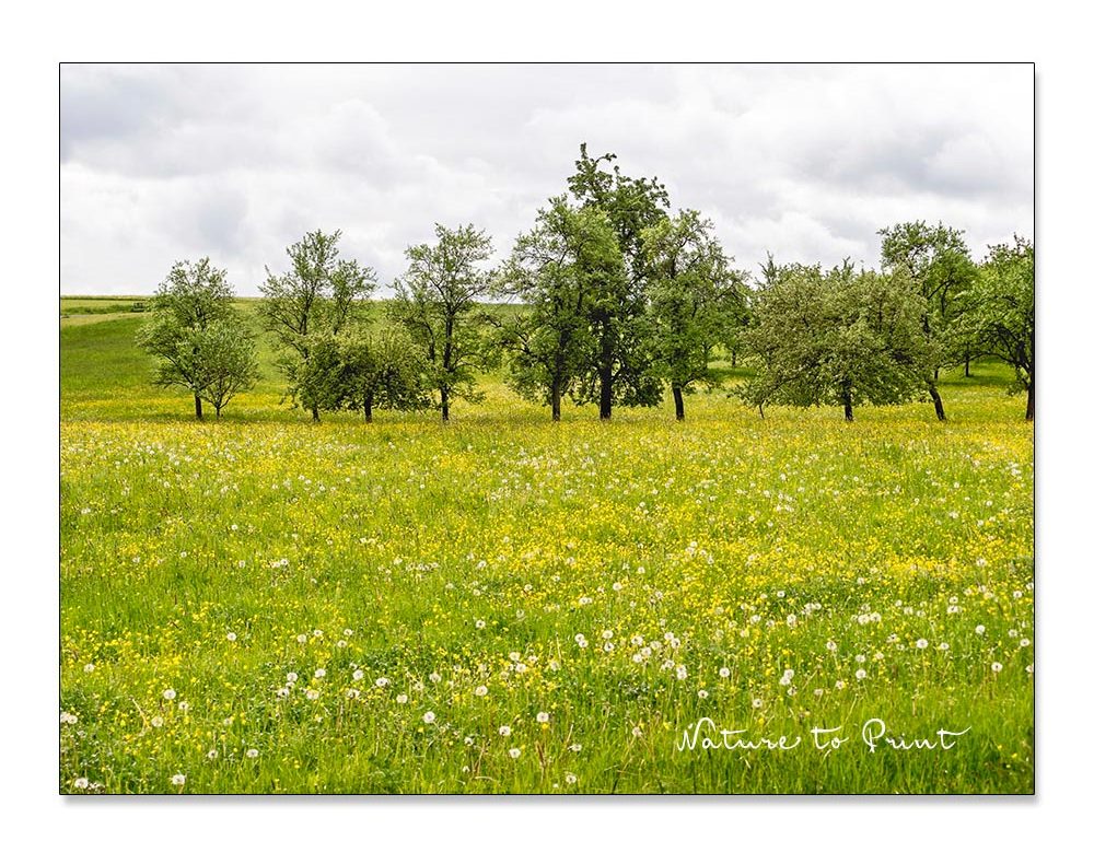 Blühende Wildblumenwiese, Anfang Mai in Unterlindelbach