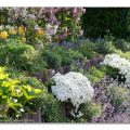 Immergrüne Schleifenblume Iberis in der Gartenmauer