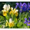 Iris hollandica, Holland-Iris oder Holländische Iris, Zwiebeliris