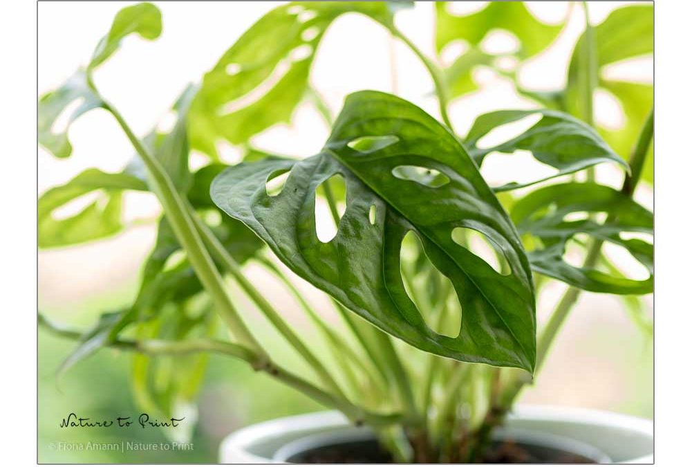 Zimmerpflanzen entstauben. 6 effektive Tipps, Grünpflanzen zu reinigen