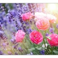 Lavendel neben Rosen, Märchenrose Pomponella von Kordes