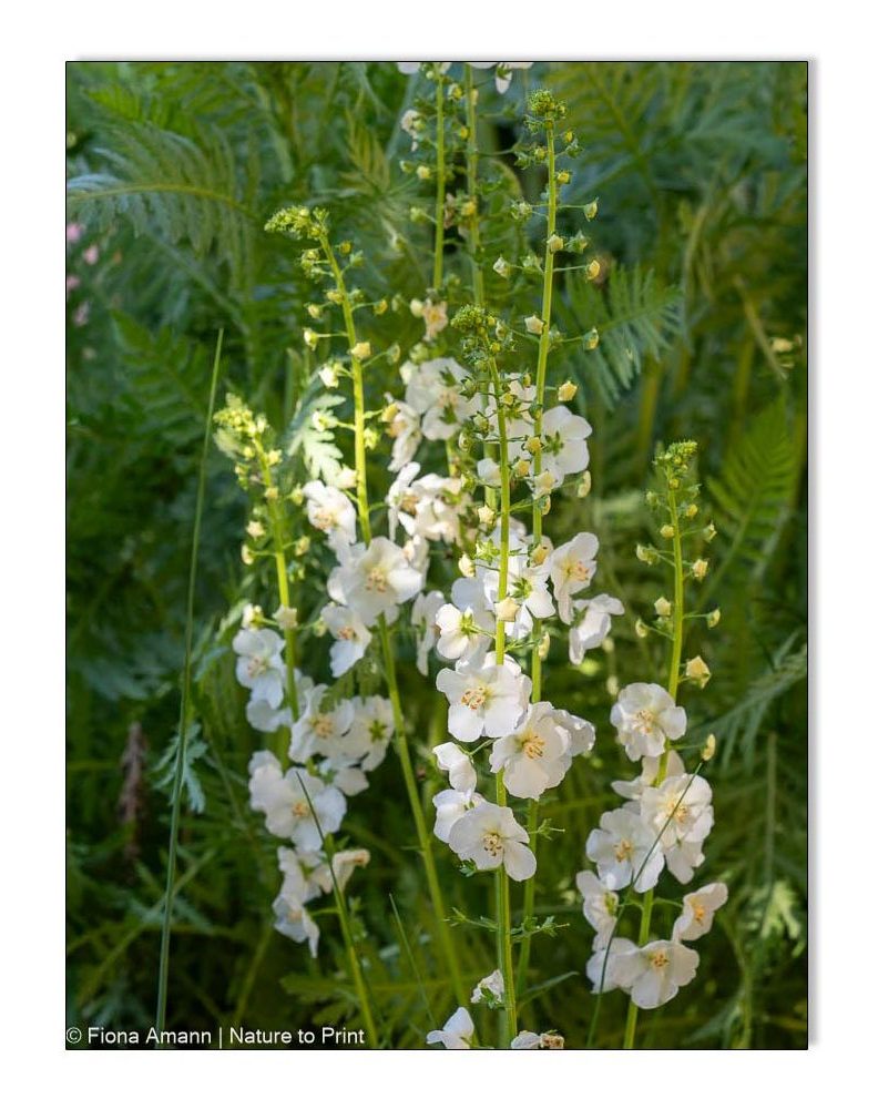 Purpur-Königskerze mit weißen Blüten und mehreren Blütenstielen