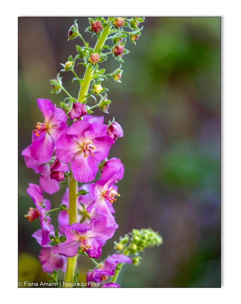 Purpur-Königskerze mit purpurnen Blüten