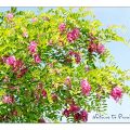 Robinie 'Casque Rouge' ist ein großartiger Baum für den Garten