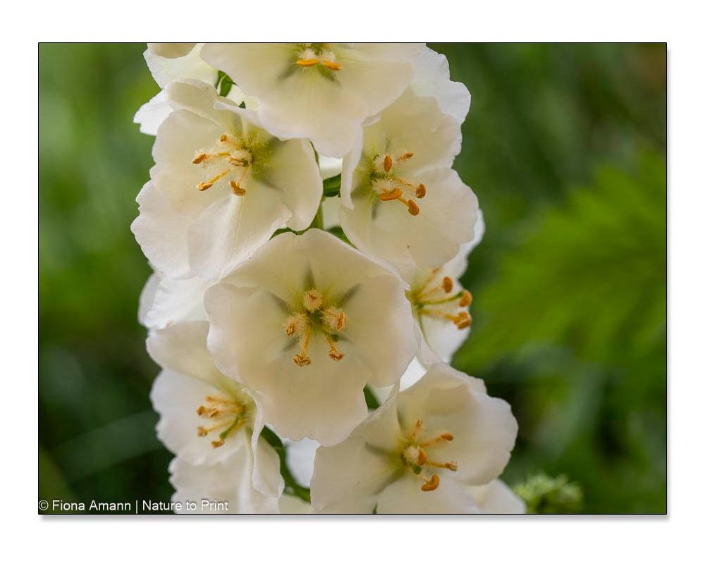 Weiße Purpur-Königskerze mit insektenfreundlichen, offenen Blüten