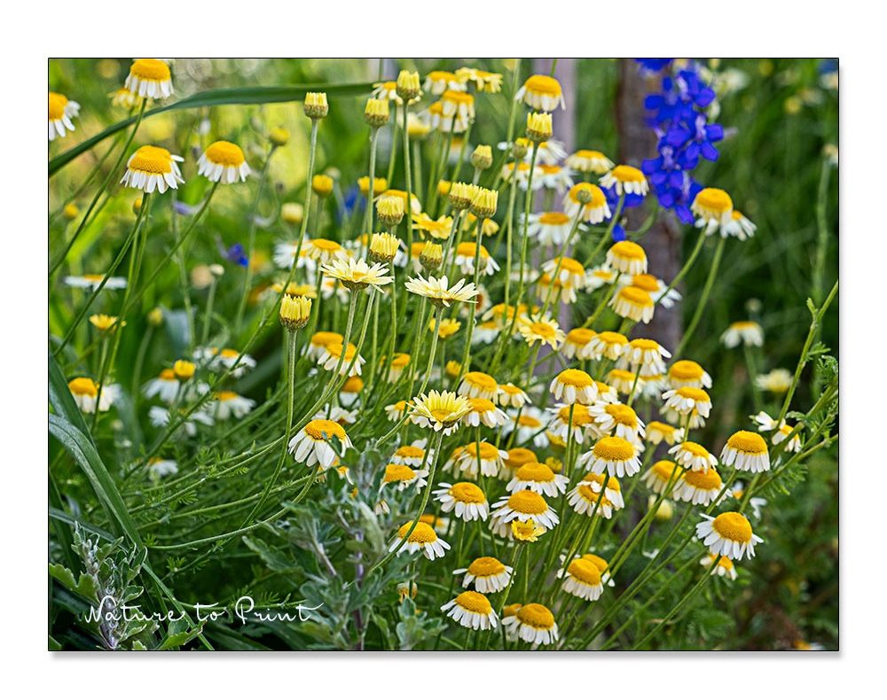 Chrysanthemum segetum gedeiht auch an schwierigen, mageren Standorten in voller Sonne